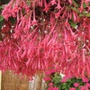 Image 3: Up to 20 Mixed Summer-Flowering Fuchsia Plants