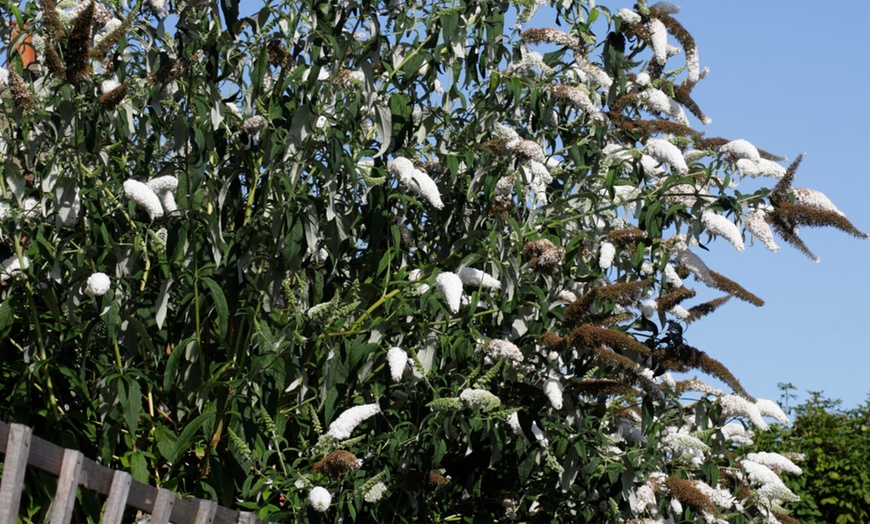 Image 3: 3 cespugli delle farfalle Buddleja