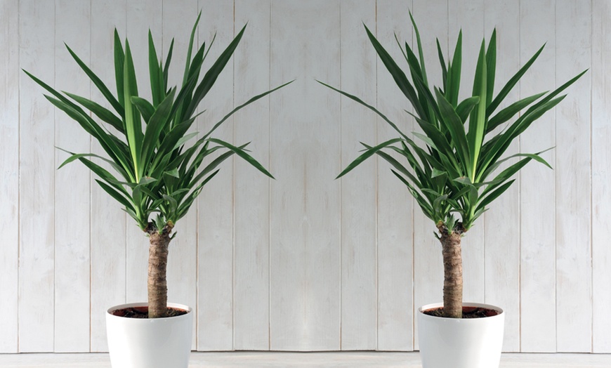 Image 3: Yucca Elephantipes Houseplant Single or Duo Stemmed - 1 or 2 