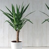 Image 3: Yucca Elephantipes Houseplant Single or Duo Stemmed - 1 or 2 