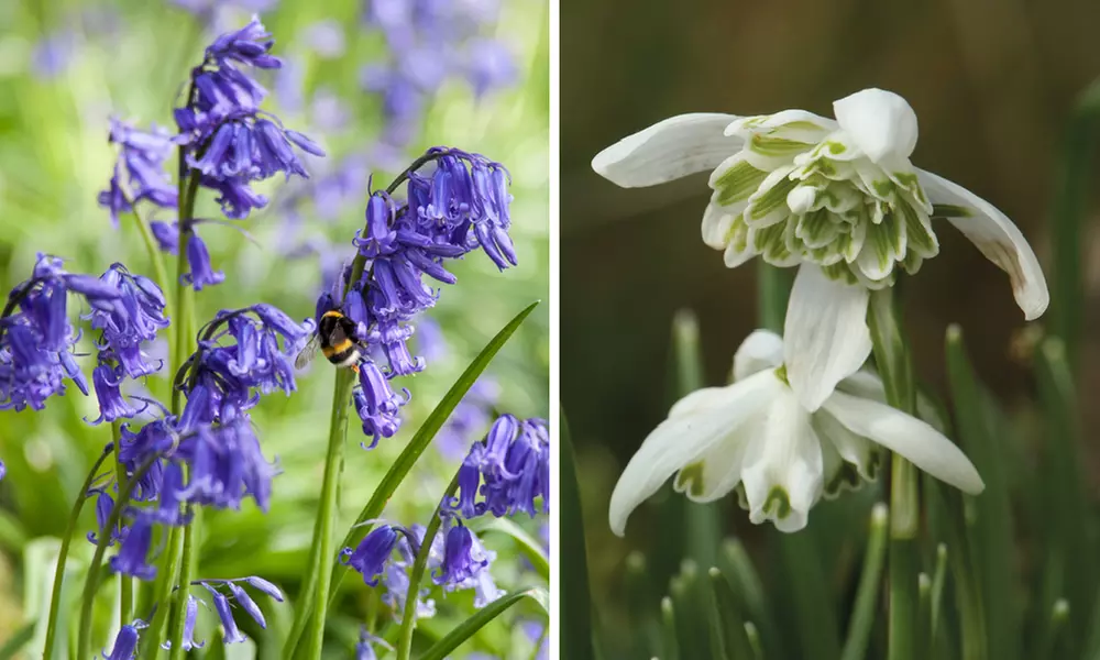 Woodland Spring Bulbs In the Green - Primary Image