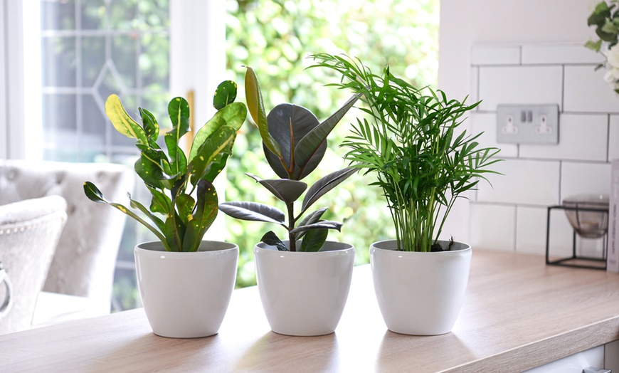 Image 4: Scandi Mixed Houseplant Collection - 3 or 6 Potted Plants