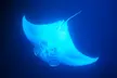 Night Time Manta Ray Snorkel at My Kona Adventures (Up to 45% Off) - Second Medium