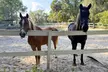 Discover Florida’s Beauty on Horseback: Group Trail Ride for 1, 2, 3, or 4 People (Up to 43% Off) - Second Medium