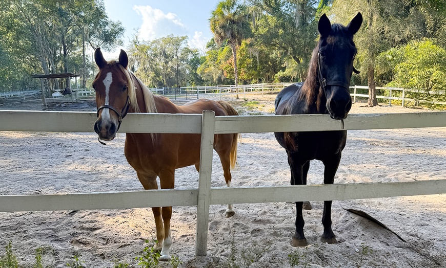 Image 2: Explore Serene Guided Group/Private Horseback Trail Ride