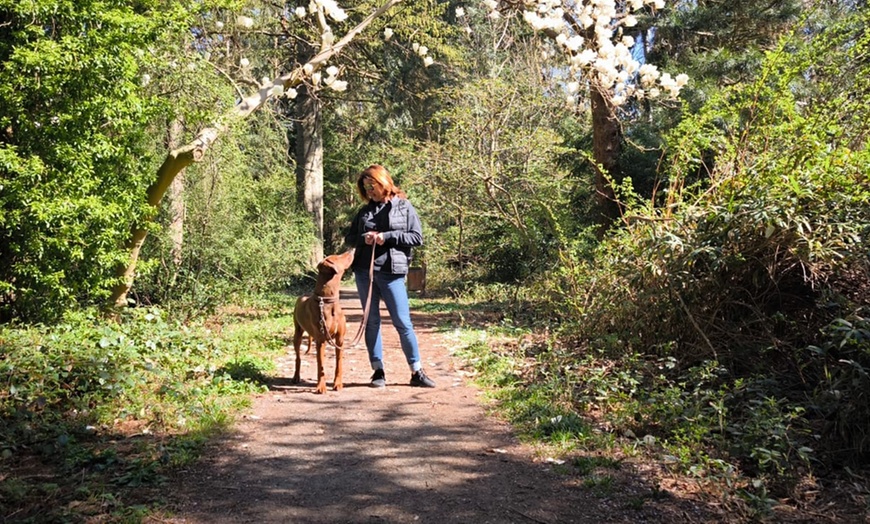 Image 1: 1 / 3 Einheiten: 60 min. Hundeschule-Gruppentraining & Grunderziehung