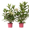 Image 7: Lot de 2 Hortensias: Candlelight, Early Harry, Magic Pillow