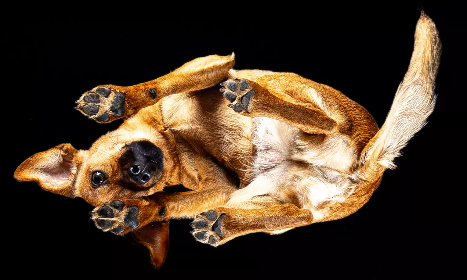 "From Below Photo" - Fotoshooting für deinen Hund