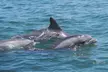 Private Party Back Bay Sunset Cruise or Assateague Island Wildlife & Pony Cruise – Sea Rocket Adventures - Second Medium