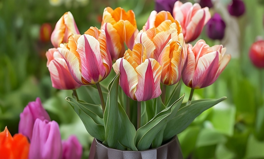 Image 1: 30 of 60 'Flaming Beauty Mix'-tulpenbollen