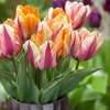 Image 1: 30 of 60 'Flaming Beauty Mix'-tulpenbollen
