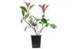 Photinia 'Red Robin' - Standard Tree or Potted Plants - Image 7