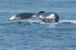 Luxury San Diego Whale Watching Tour - Up to 35% Off with Wild Pacific Whale Watch - Second Medium