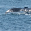 Image 5: Luxury San Diego Whale Watching Tour