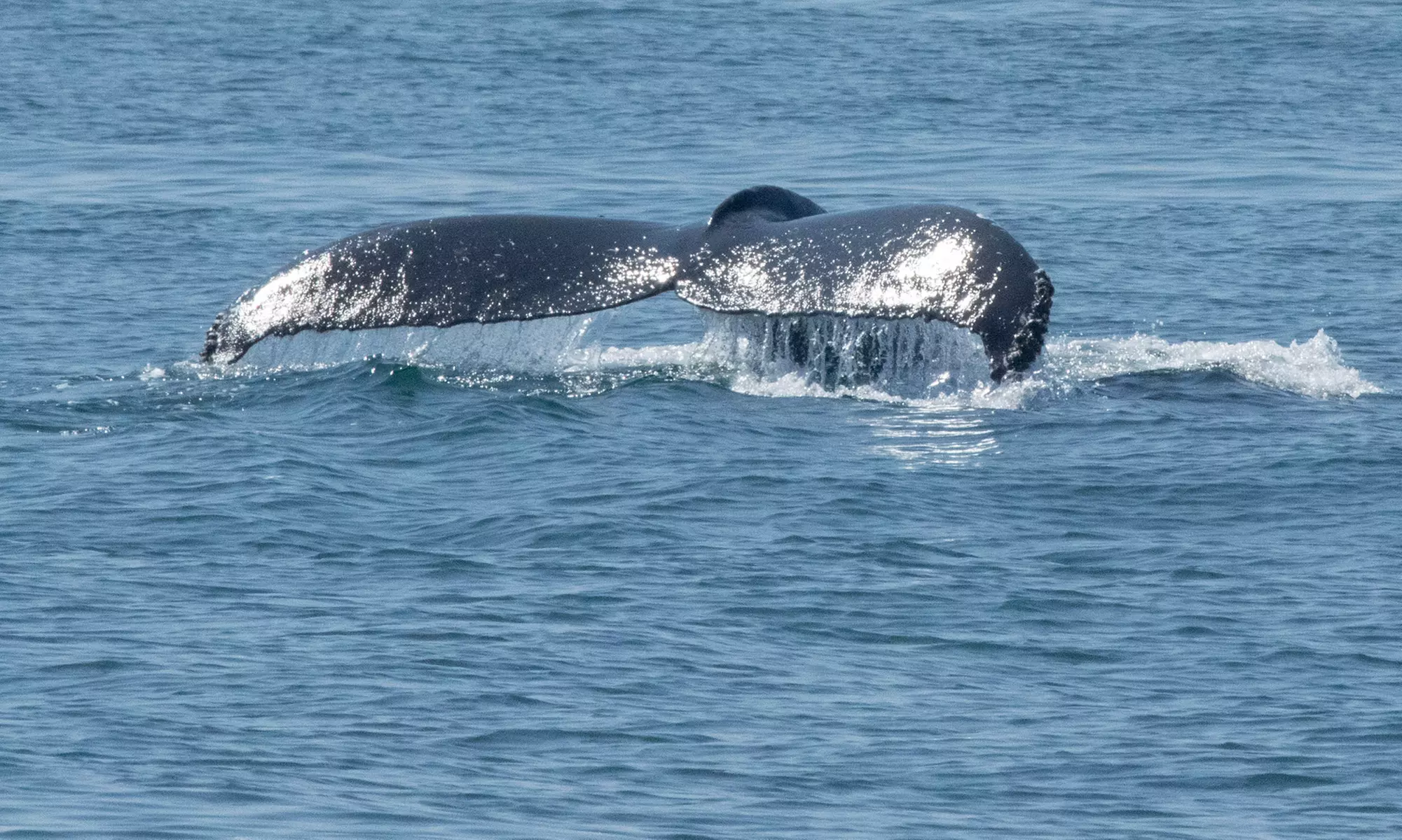 Luxury San Diego Whale Watching Tour