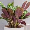 Image 2: Pet-Friendly Houseplant Collection