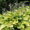 Image 7: Mixed Hardy Hosta Collection