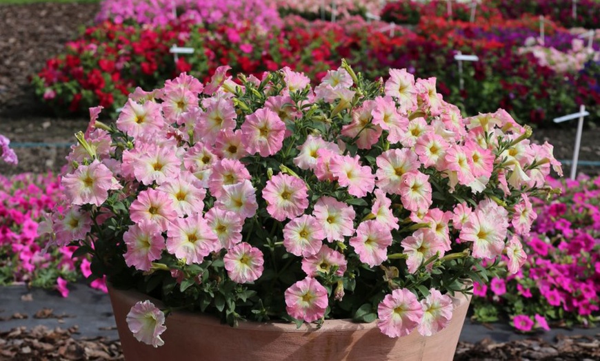 Image 6: Pack of 15 Garden Ready Mixed Variety Petunia Plants