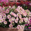 Image 6: Pack of 15 Garden Ready Mixed Variety Petunia Plants