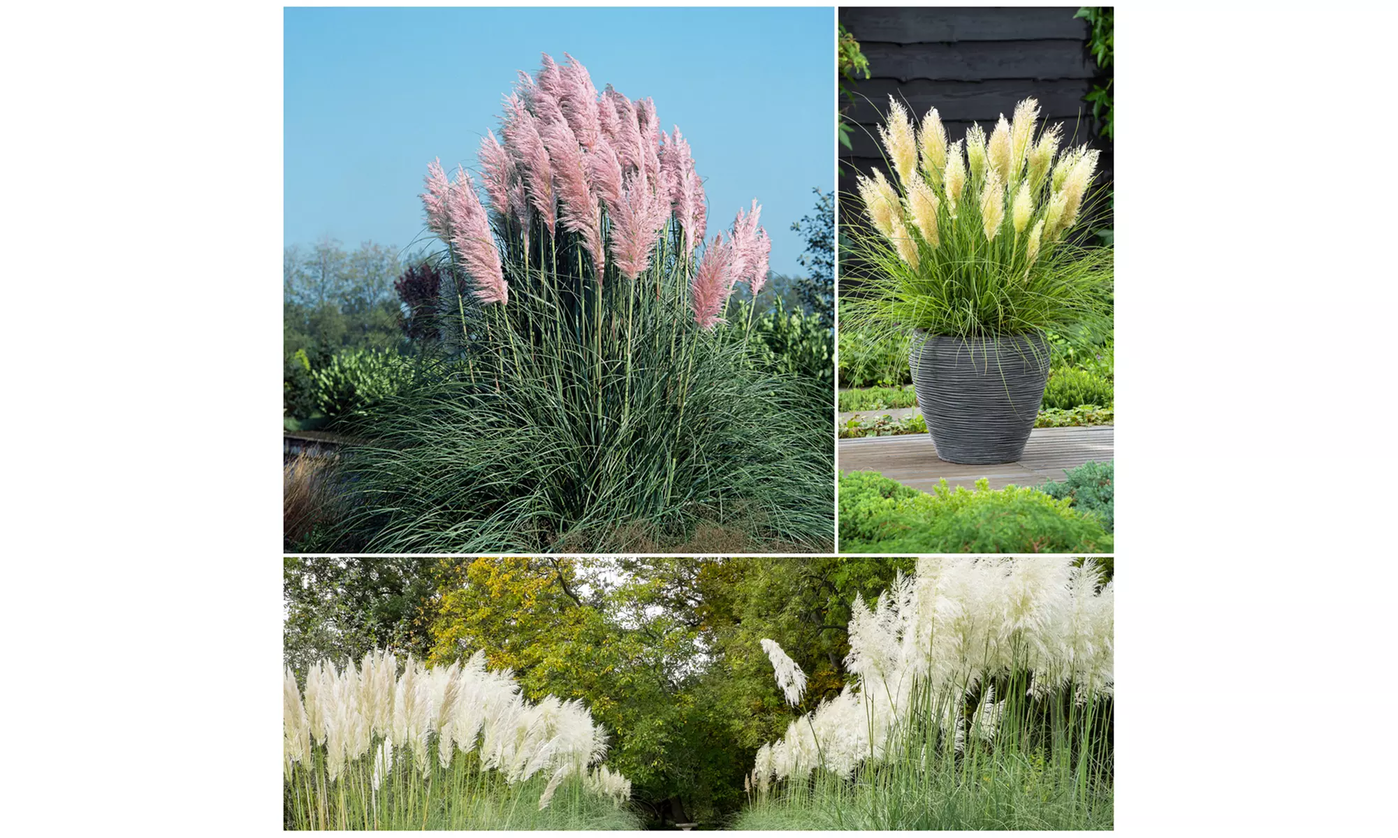 3 of 6 pampasgras planten