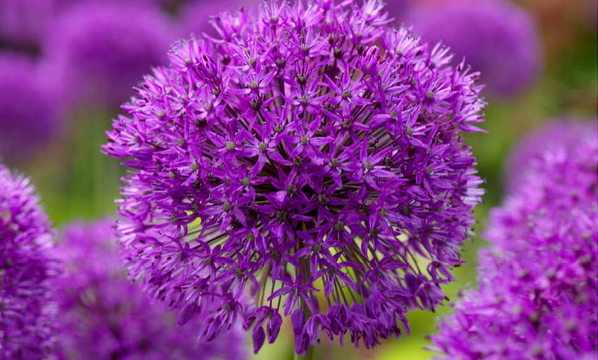 Image 2: 25 or 50 Allium 'Purple Sensation' Bulbs – Vibrant Spring Blooms