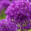 Image 2: 25 or 50 Allium 'Purple Sensation' Bulbs – Vibrant Spring Blooms