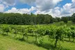 Wine Tasting for 1, 2, 4, or 6 with Choice of Wine Bottles at Amber Falls Winery and Cellars (Up to 48% Off) - Second Medium