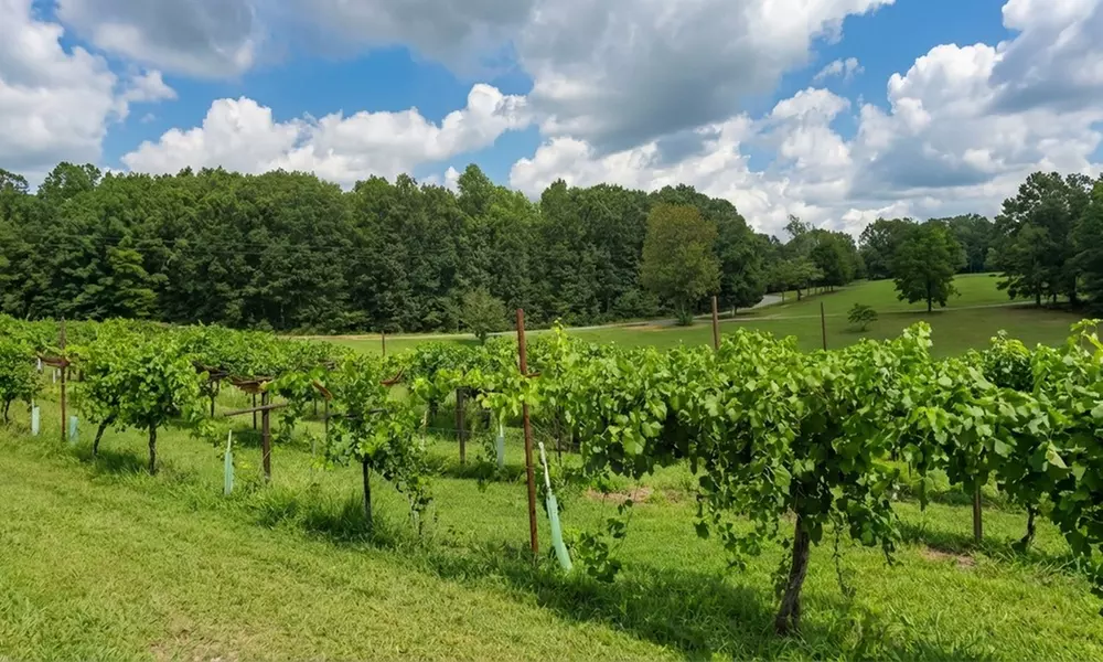 Sip and Savor with Wine Tasting and a Bottle to Take Home