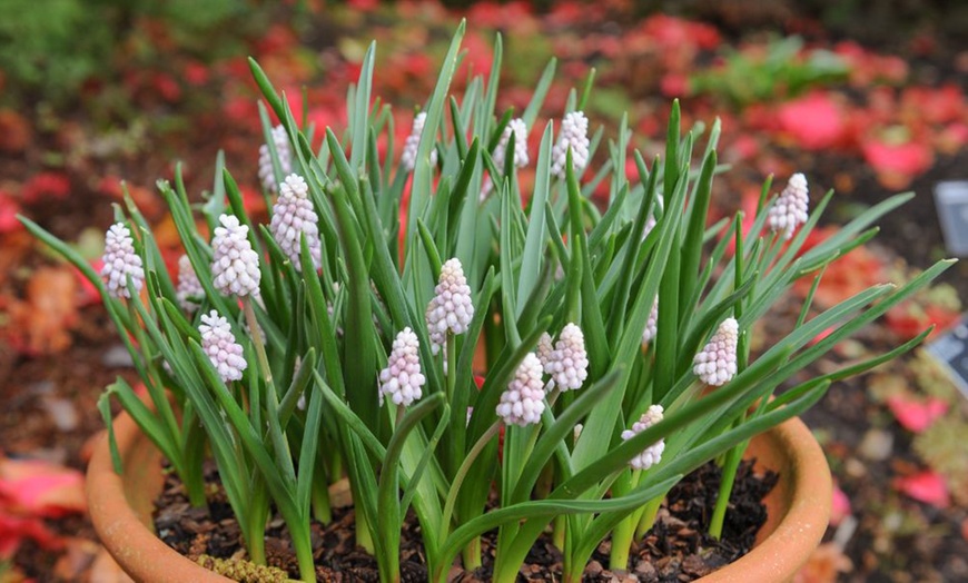Image 3: Muscari Grape Hyacinth - Pink, Blue and White Spring Bulbs