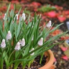 Image 3: Muscari Grape Hyacinth - Pink, Blue and White Spring Bulbs