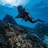 Image 1: Deluxe Scuba Diving or PADI Open Water Certification for 2 or 3 Days