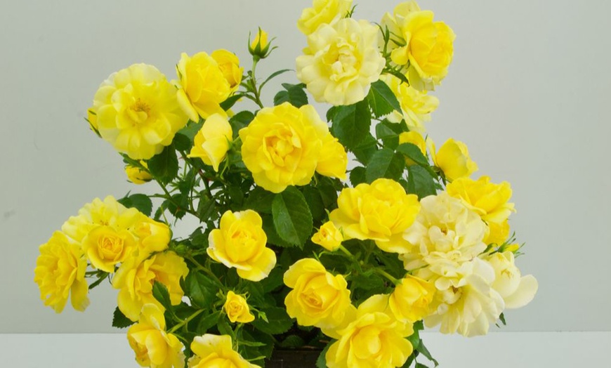 Image 5: Rose 'Isn't She Wonderful' - 1 or 2 Potted Plants