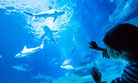 Pour 1 enfant : visite nocturne de l'Aquarium de Paris avec une boisson soft