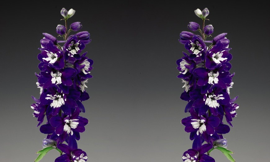 Image 3: One or Three Delphinium Dark Blue and White Bee Potted Plants