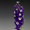 Image 3: One or Three Delphinium Dark Blue and White Bee Potted Plants