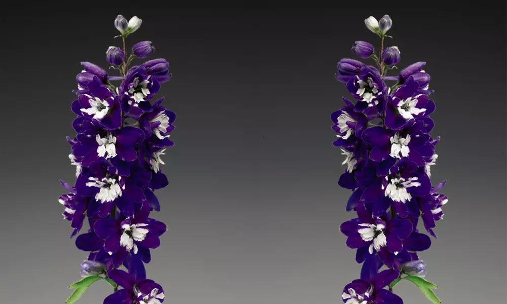 One or Three Delphinium Dark Blue and White Bee Potted Plants - Image 3