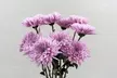 Brighten Any Moment with Rose Farmers' vibrant trio—Sunflowers, Snapdragons, & Chrysanthemums (Up to 57% Off) - Second Medium