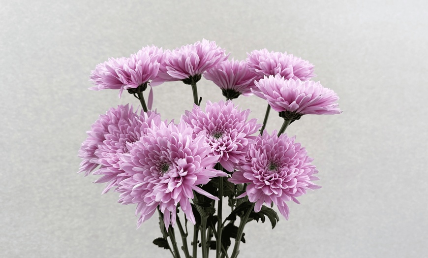 Image 3: Rose Farmers Farm-Fresh Sunflowers, Snapdragons, & Chrysanthemums (Up to 57% Off)