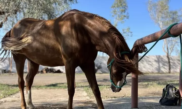 Ride on with One or Four Horseback Riding Lessons for One or Two