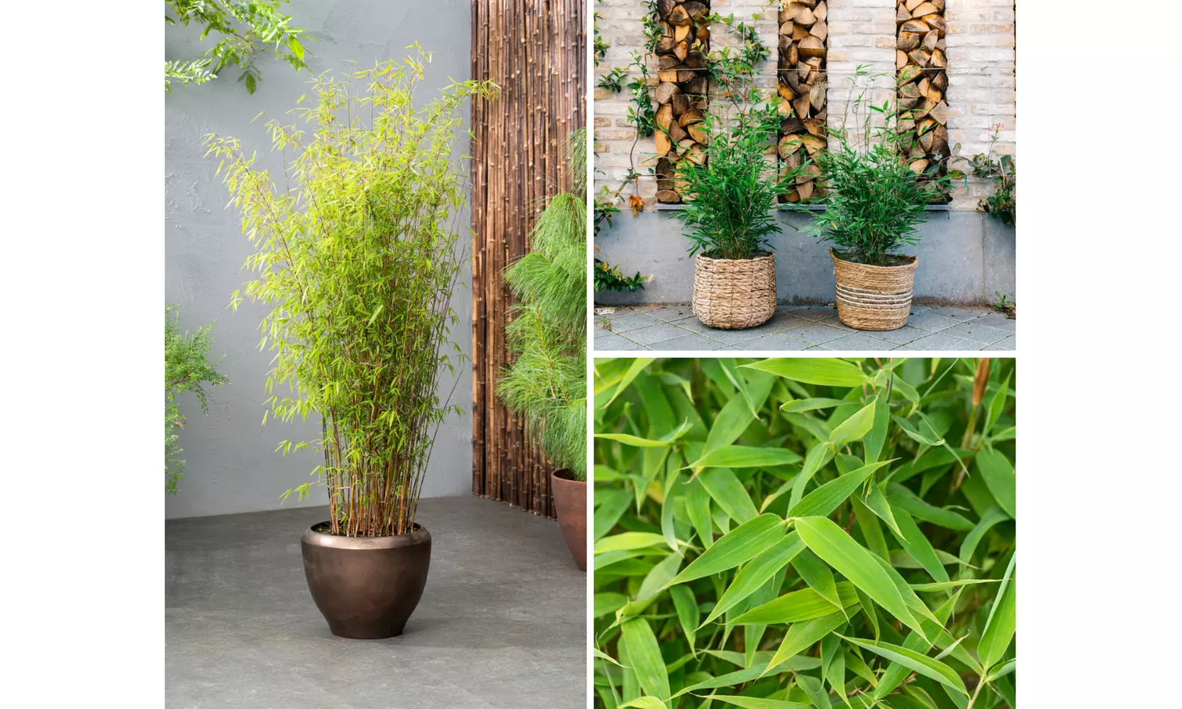 1, 2 of 4 Fargesia bamboe planten