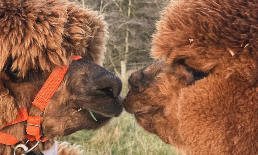 Image 3: Discover a Private Alpaca Farm Experience for a Family of 4, 5, or 6