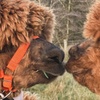 Image 3: Discover a Private Alpaca Farm Experience for a Family of 4, 5, or 6