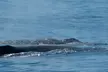Luxury San Diego Whale Watching Tour - Up to 35% Off with Wild Pacific Whale Watch  - Second Medium