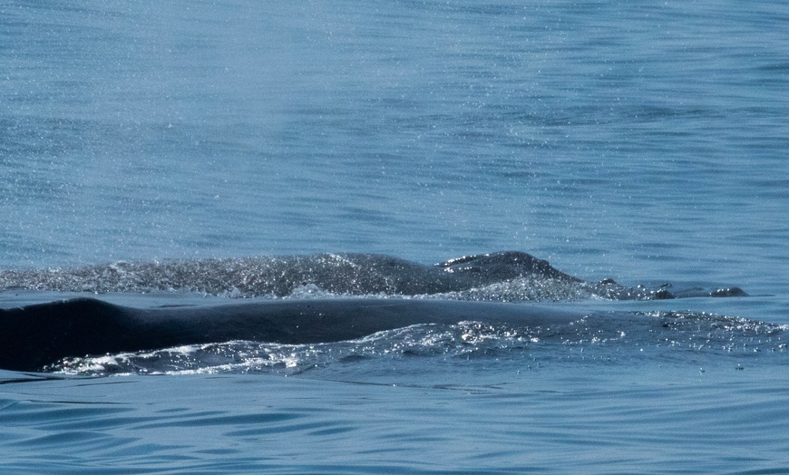 Image 6: Luxury San Diego Whale Watching Tour