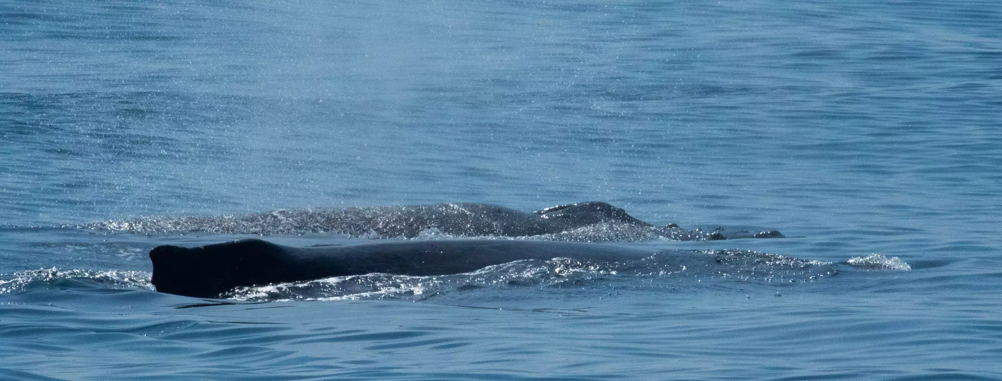 Luxury San Diego Whale Watching Tour