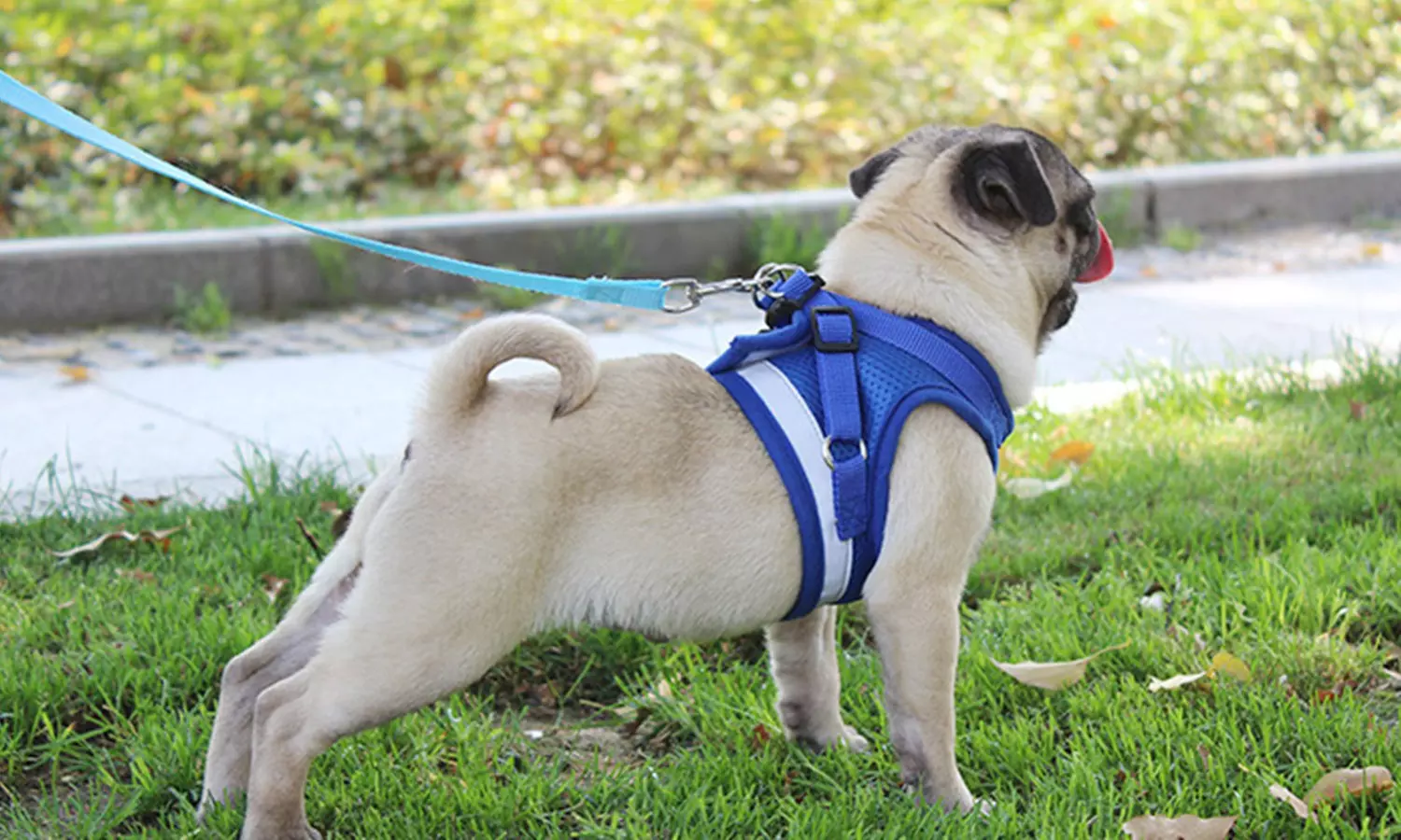 No-Pull Hand Strap Dog Cat Vest With Dog Leash Pet Collar Adjustable Harness