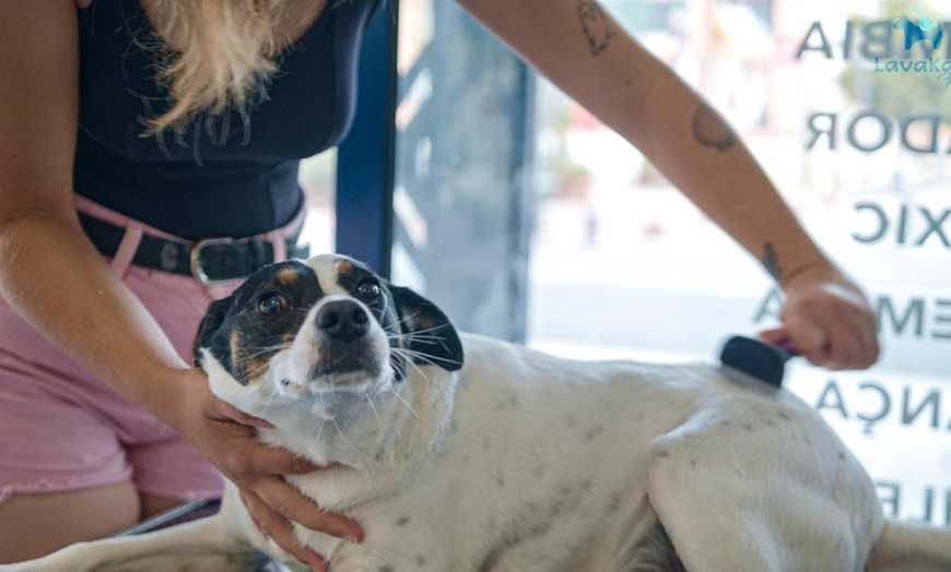 Image 4: Toilettage canin spa a l’ozone ou carte d’abonnement premium