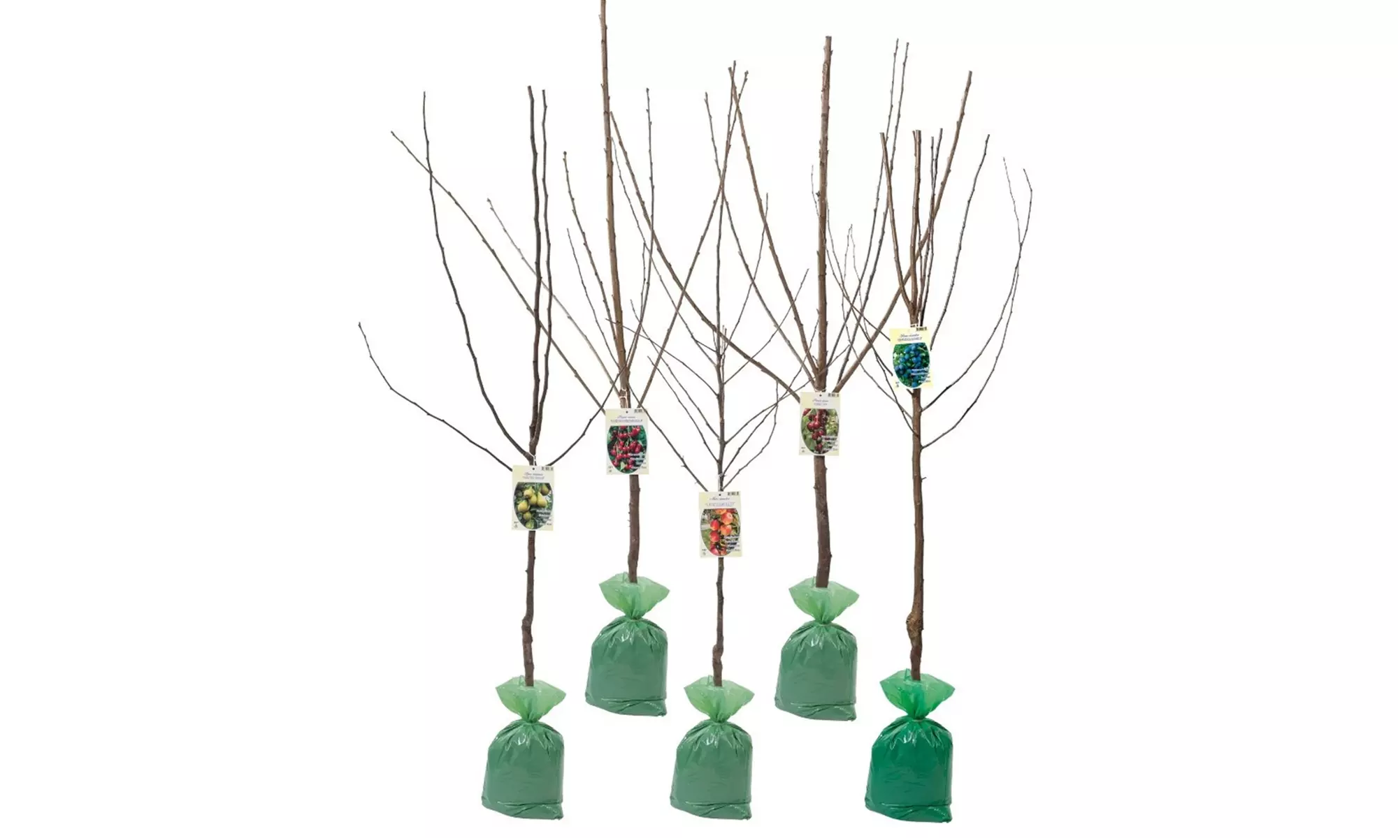 5er-Set Obstbäume: Apfel, Birne, Süßkirsche, Sauerkirsche und Pflaume