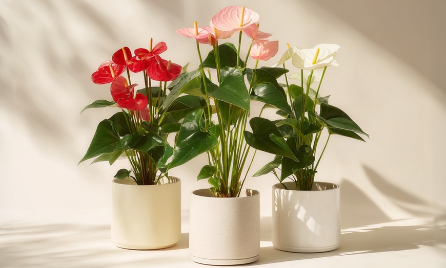 Image 6: Rootz — Plante d'intérieur tropicale Anthurium