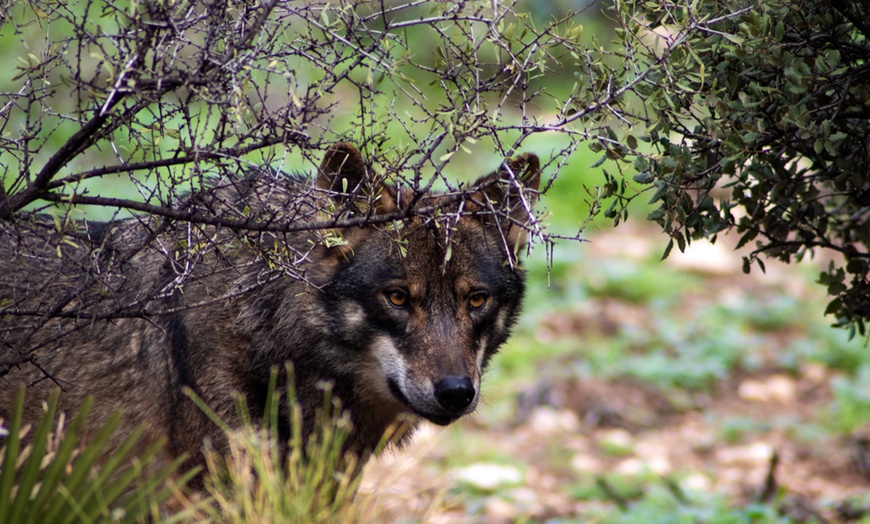 Image 7: Entrada al Lobo Park Antequera con guía experto y vistas a El Torcal
